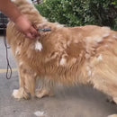 Escova Furminator Rasqueadeira <br> Tecnologia Indolor 2 em 1 <br>🎁 +BRINDE EXCLUSIVO