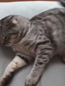 Escova com Botão Autolimpante <br> Limpeza Prática com 1 Click <br> Utilize em Cães & Gatos